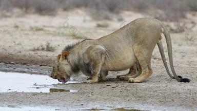 非洲狮子喝水卡拉哈里沙漠